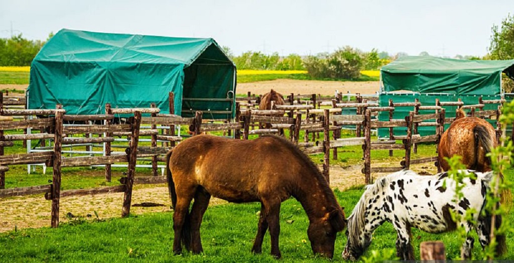 Professional Livestock Tarpaulin Solutions